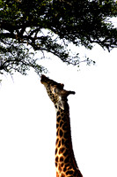 NATURE'S BEST 2006  WILDLIFE