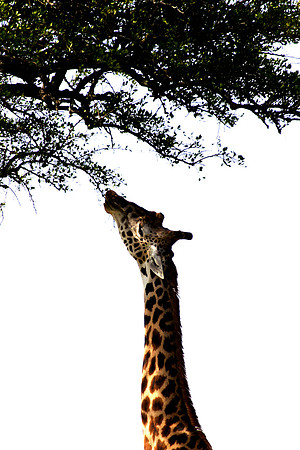 NATURE'S BEST 2006  WILDLIFE
