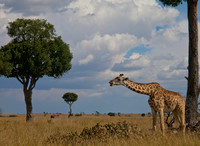 Giraffe Munching Leaves