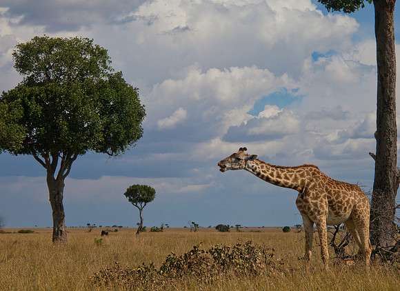 Giraffe Munching Leaves