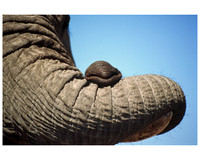 Elephants
